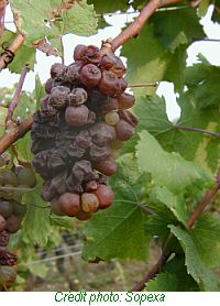 botrytis